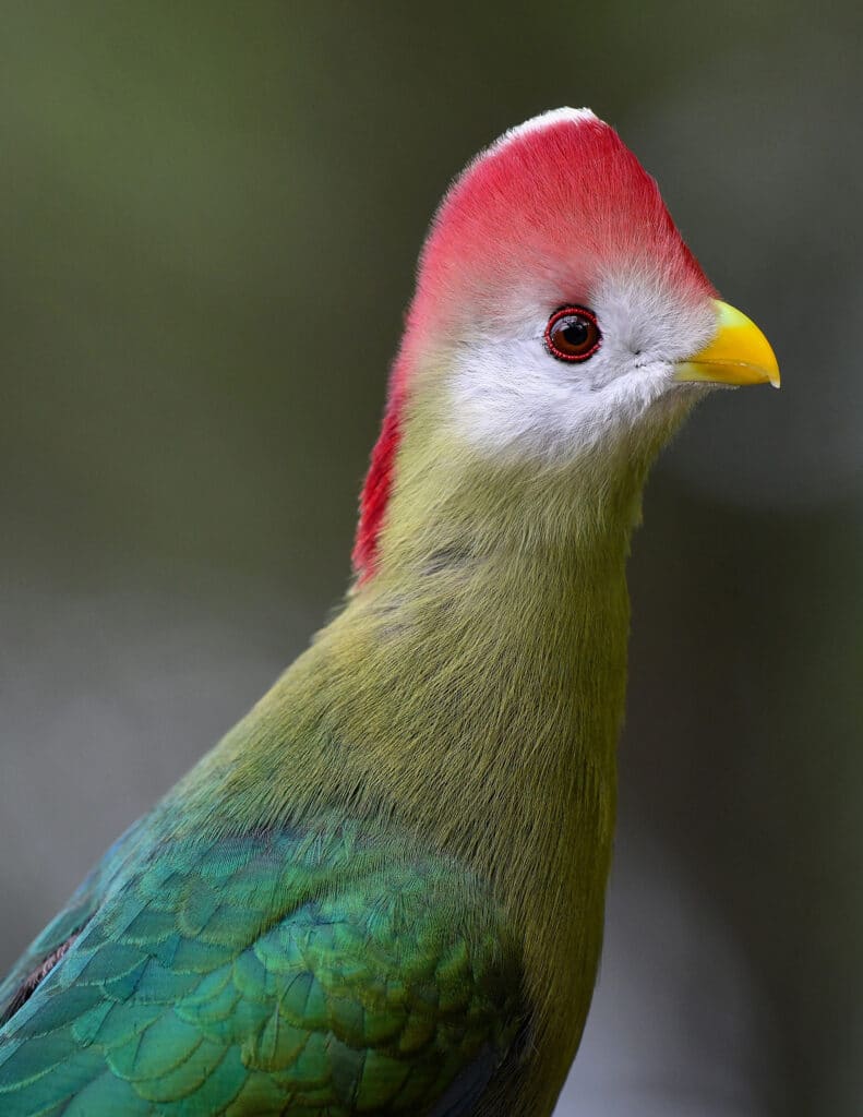 Turaco Costa Rica Turaco crestirrojo - Réserve Africaine de Sigean