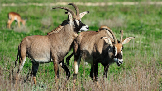 Roan antelope