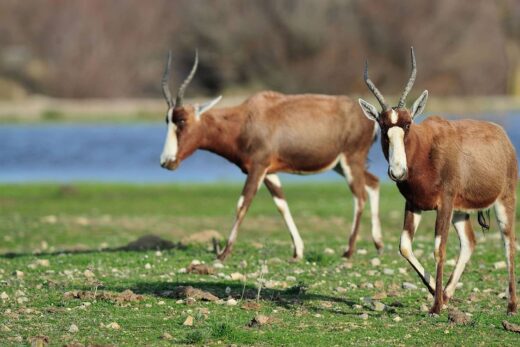 Blesbok