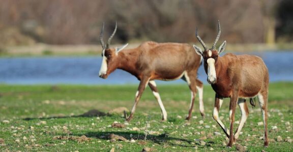 Blesbok