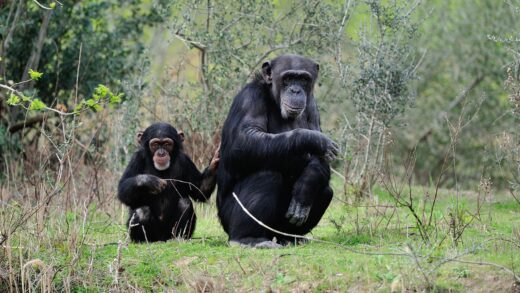 Chimpanzé
