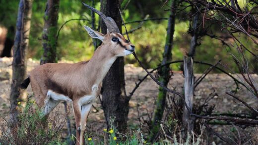 Gazelle de Cuvier