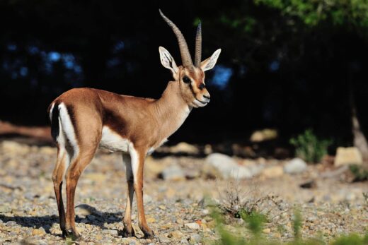 Gazelle de Cuvier