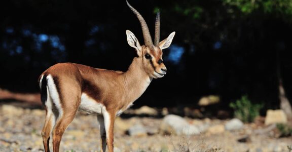 Gazelle de Cuvier