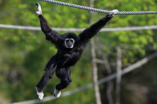 Gibbon à mains blanches