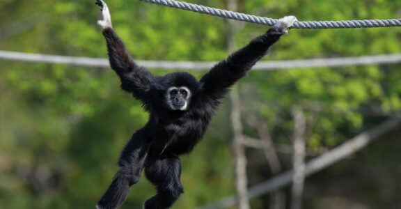 Gibbon à mains blanches