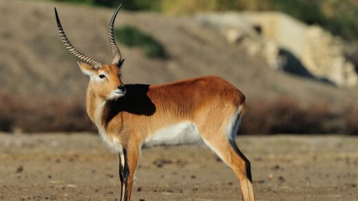 Cobe lechwe