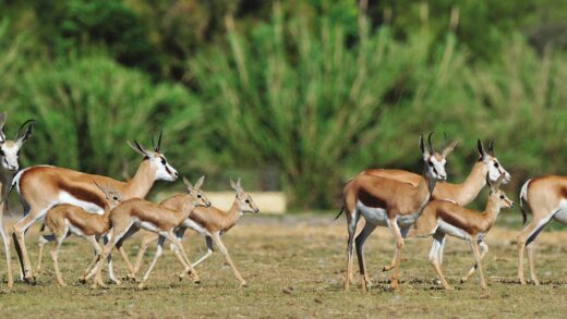 Springbok