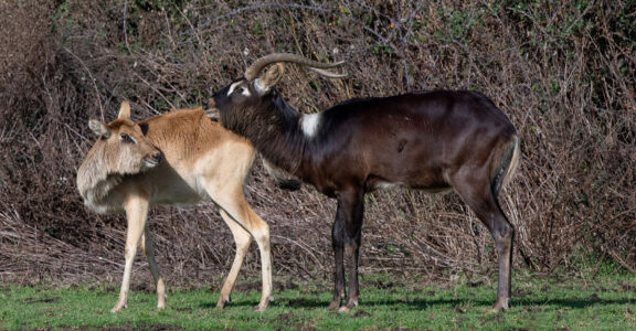 Nile lechwe