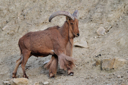 Aoudad