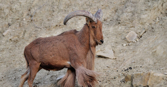 Aoudad