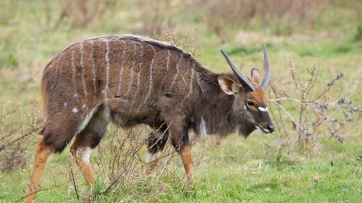 Nyala