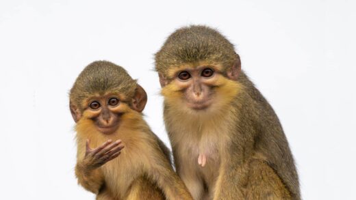 Talapoin du Gabon