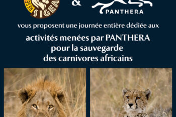 Journée Panthera : sauvons les carnivores d&#8217;Afrique !