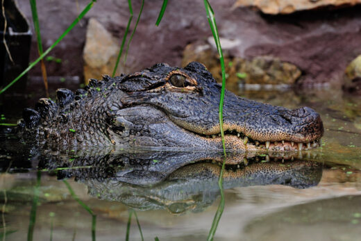 Alligator américain