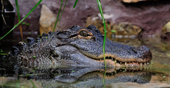 Alligator américain