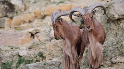 Aoudad