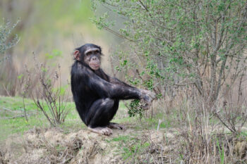 Les 14, 15 et 16 juillet, week-end spécial Chimpanzés