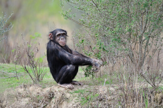 Les&#x20;14,&#x20;15&#x20;et&#x20;16&#x20;juillet,&#x20;week-end&#x20;sp&#x00E9;cial&#x20;Chimpanz&#x00E9;s