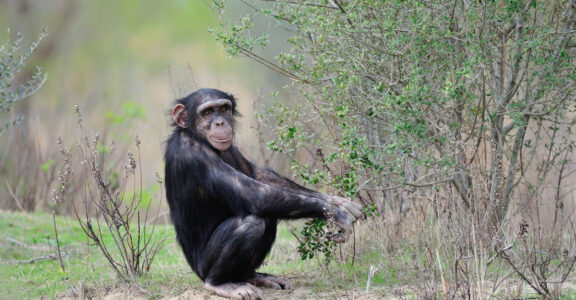 Chimpanzé