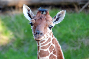 Journée mondiale de la Girafe ce dimanche 17 juin