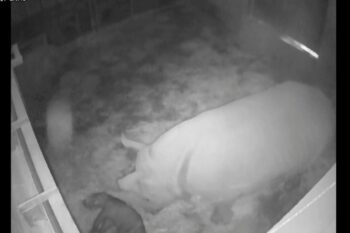 Naissance d&#8217;un bébé Rhinocéros blanc