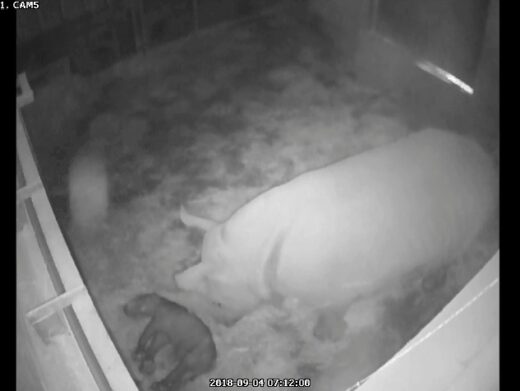 Naissance&#x20;d&amp;&#x23;8217&#x3B;un&#x20;b&#x00E9;b&#x00E9;&#x20;Rhinoc&#x00E9;ros&#x20;blanc