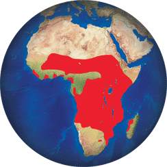 Bec-ouvert africain