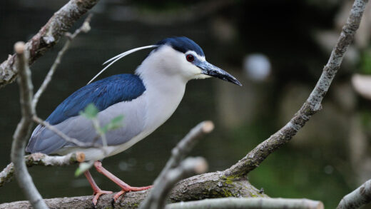 Black-crowned night heron