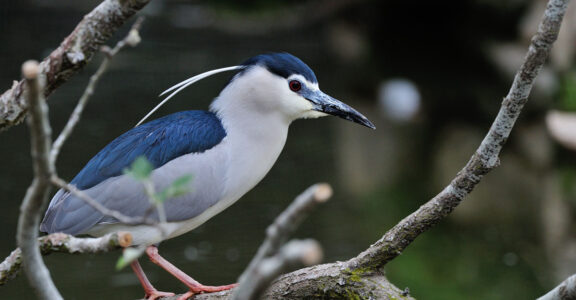 Black-crowned night heron