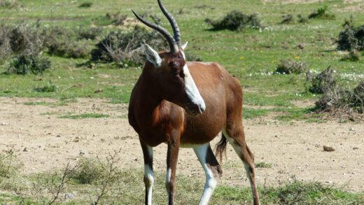 Blesbok