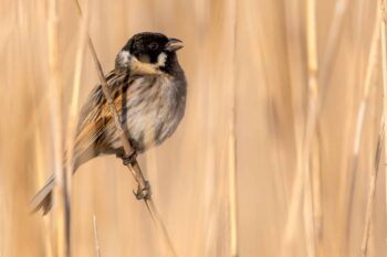 Soutien à la biodiversité locale : candidatures 2023