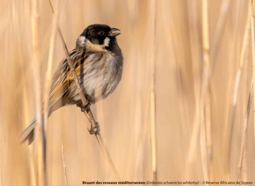 Soutien&#x20;&#x00E0;&#x20;la&#x20;biodiversit&#x00E9;&#x20;locale&#x20;&#x3A;&#x20;candidatures&#x20;2023