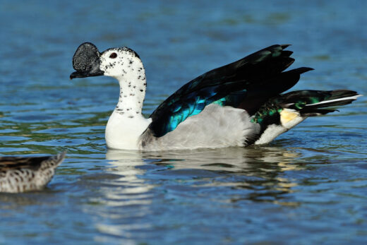 Knob-billed Duck