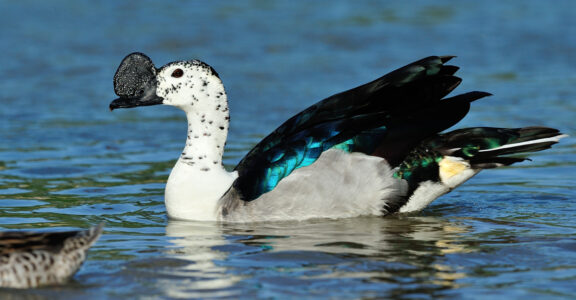 Knob-billed Duck