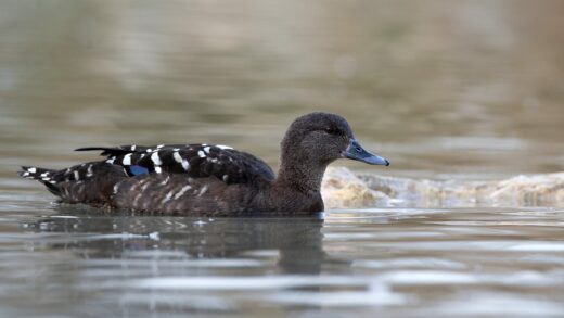 Canard noirâtre