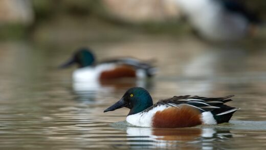 Silver duck