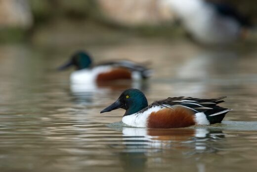 Canard souchet