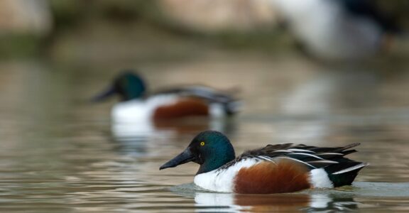 Canard souchet