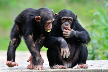 Programme du week-end &#8220;spécial Chimpanzés&#8221;