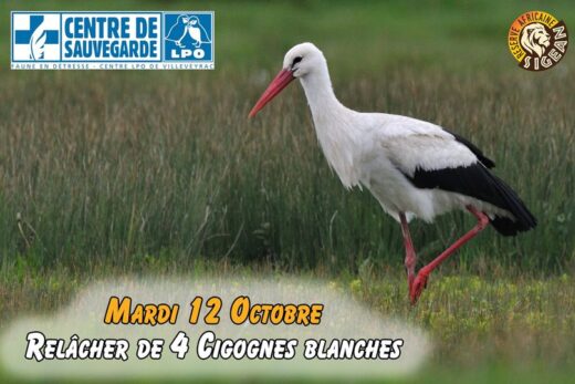 Rel&#x00E2;cher&#x20;de&#x20;4&#x20;Cigognes&#x20;blanches&#x20;&#x00E0;&#x20;la&#x20;R&#x00E9;serve&#x20;Africaine&#x20;de&#x20;Sigean