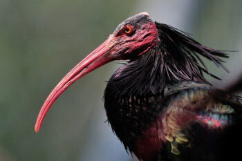 La Réserve Africaine de Sigean se mobilise pour l’Ibis chauve !