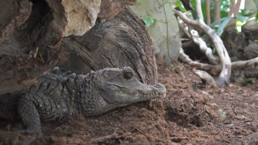 Crocodile nain