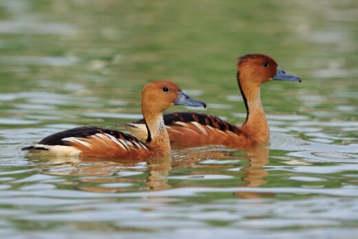 Dendrocygne fauve