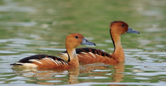 Dendrocygne fauve