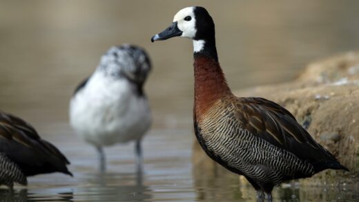 Dendrocygne veuf