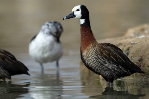 White-faced&#x20;whistling&#x20;duck