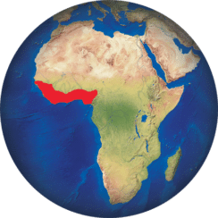 Cocodril de guinea