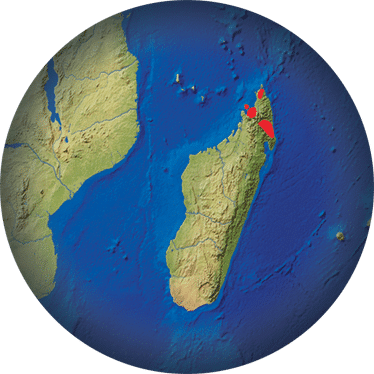 Geco gigante de Madagascar
