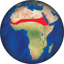 Tortuga de espolones africana